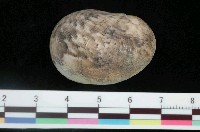 藏品(玉女蜑螺)的圖片